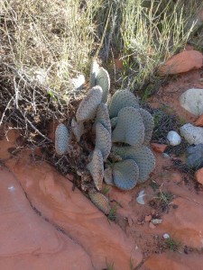 Hike cactus 20150215